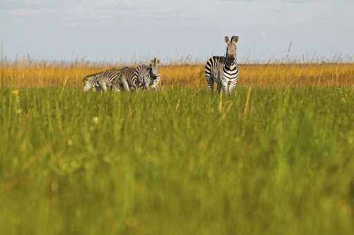 Parc upemba zebres
