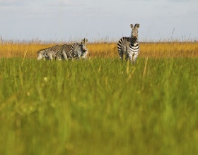 Parc upemba zebres